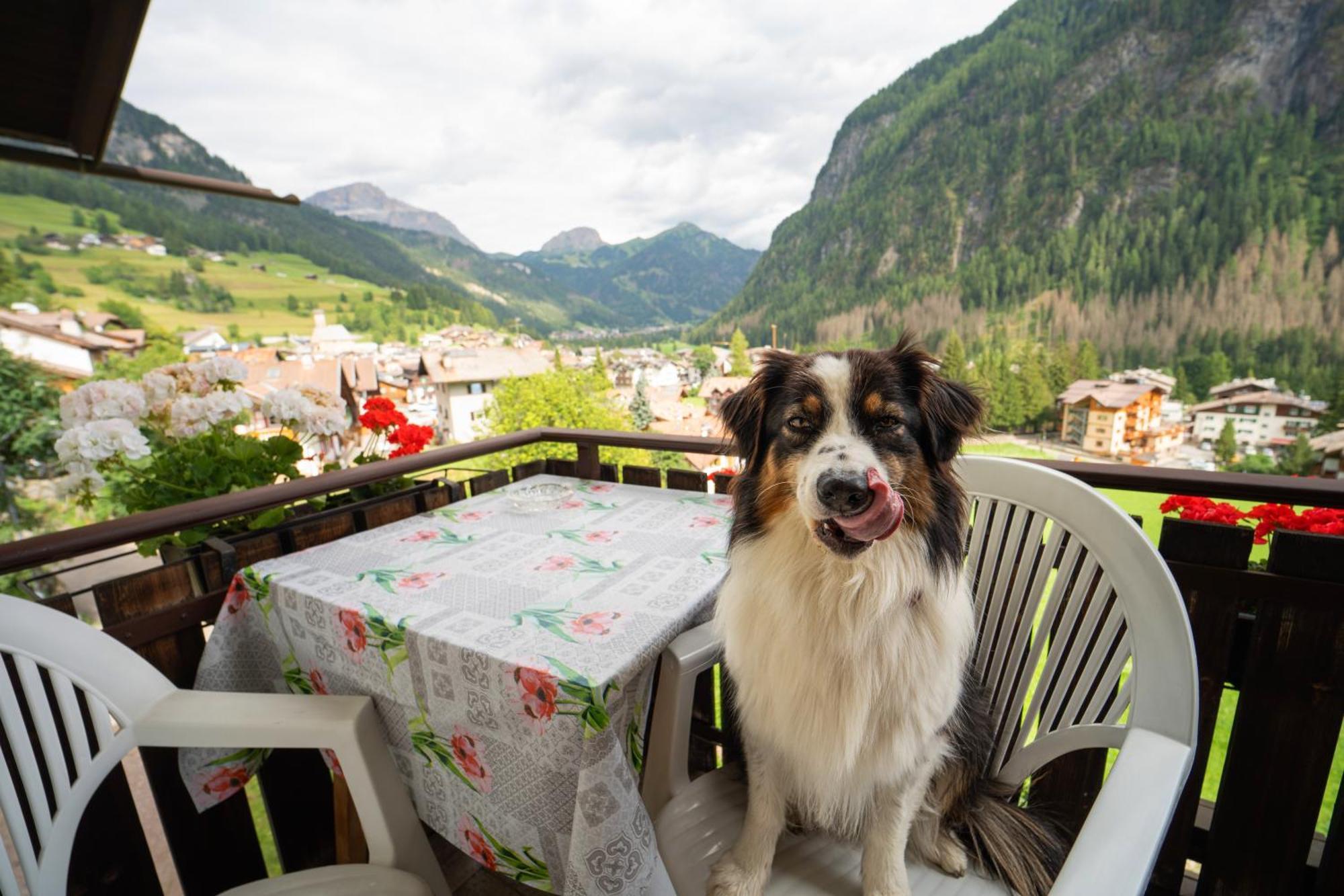Cesa Cherpei - Dog Friendly Кампитело ди Фаса Екстериор снимка