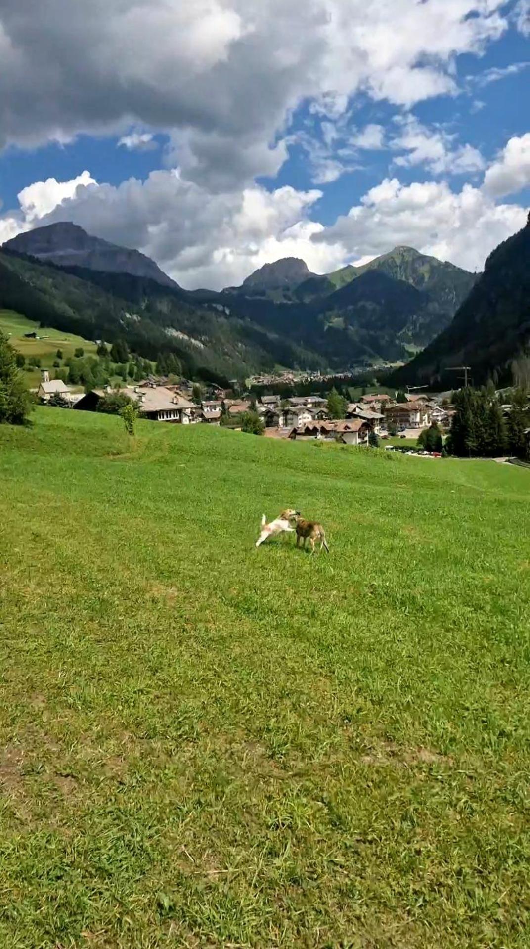 Cesa Cherpei - Dog Friendly Кампитело ди Фаса Екстериор снимка